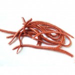 20pcs/pack Artificial Sea Worms 135mm Earthworm Soft Fishing Lures Soft Bait Lifelike Fishy Smell Lures Slatwater Sandworm