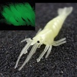 Anmuka 10pcs 4CM 1grams Fish Smell Shrimp Fishing Lure luminous Soft lure Realistic soft bait sabiki Artificial Lure 21015