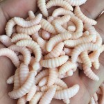 Anmuka 20 pcs 2cm 0.3g Maggot Grub Soft Lure Protein Soft Bait Worm Fishing Lures 5 Colors For Choice