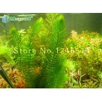 Promotion!!! 500 seeds mixed aquarium fish tank grass seeds water Aquatic plant seed Free shipping