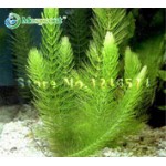 Promotion!!! 500 seeds mixed aquarium fish tank grass seeds water Aquatic plant seed Free shipping