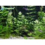 Promotion!!! 500 seeds mixed aquarium fish tank grass seeds water Aquatic plant seed Free shipping