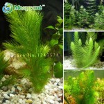 Promotion!!! 500 seeds mixed aquarium fish tank grass seeds water Aquatic plant seed Free shipping