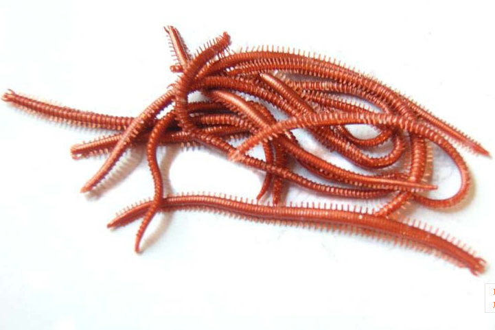 20pcspack-Artificial-Sea-Worms-135mm-Earthworm-Soft-Fishing-Lures-Soft-Bait-Lifelike-Fishy-Smell-Lur-32680814743