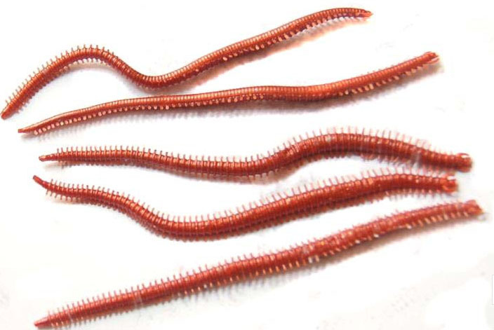 20pcspack-Artificial-Sea-Worms-135mm-Earthworm-Soft-Fishing-Lures-Soft-Bait-Lifelike-Fishy-Smell-Lur-32680814743