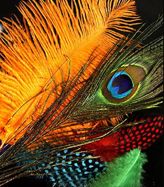 Hot-80pcslot-8Colors-mixed-fly-tying-Goose-Biot-53939-83939-Feathers-Fly-Tying-Materials-for-stonefl-32414625118